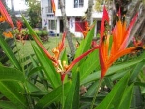benefits of growing flowers- birds of paradise / Family Focus Blog