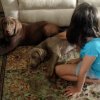 tips for introducing toddlers to dogs
