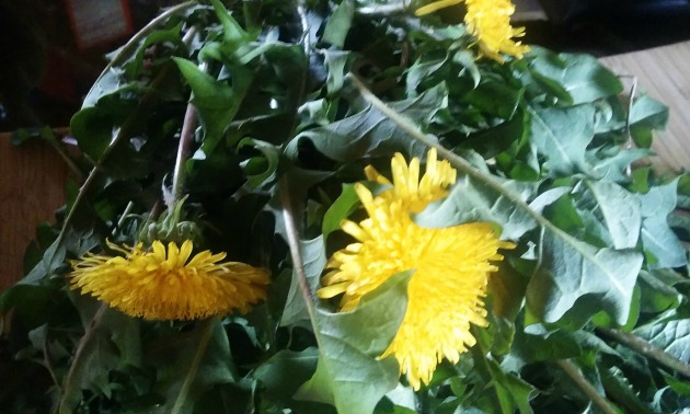 What are the health benefits of dandelion roots?