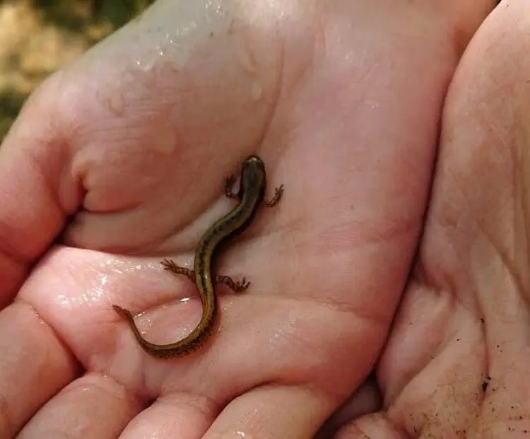 salamander