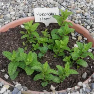 mint in a pot benefits of gardening for children
