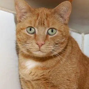 kitkat