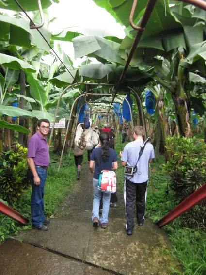 metal tracks into banana field / Family Focus Blog