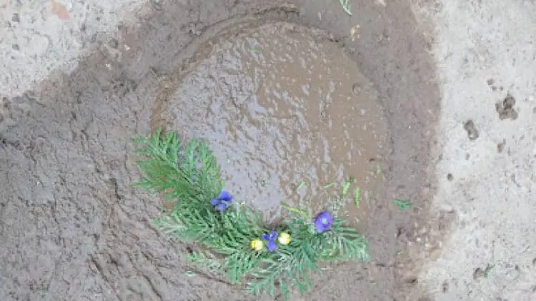 mud pies