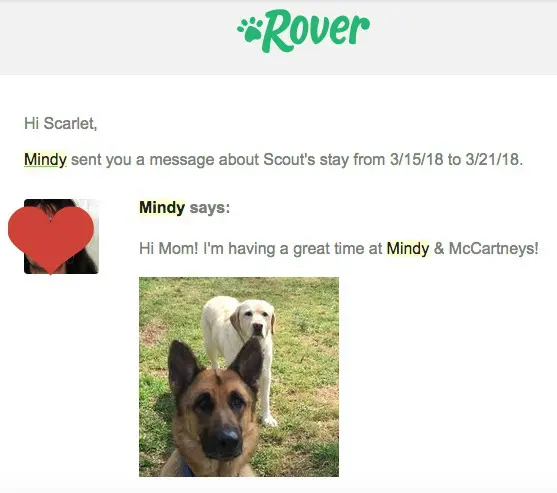 start dog sitting business