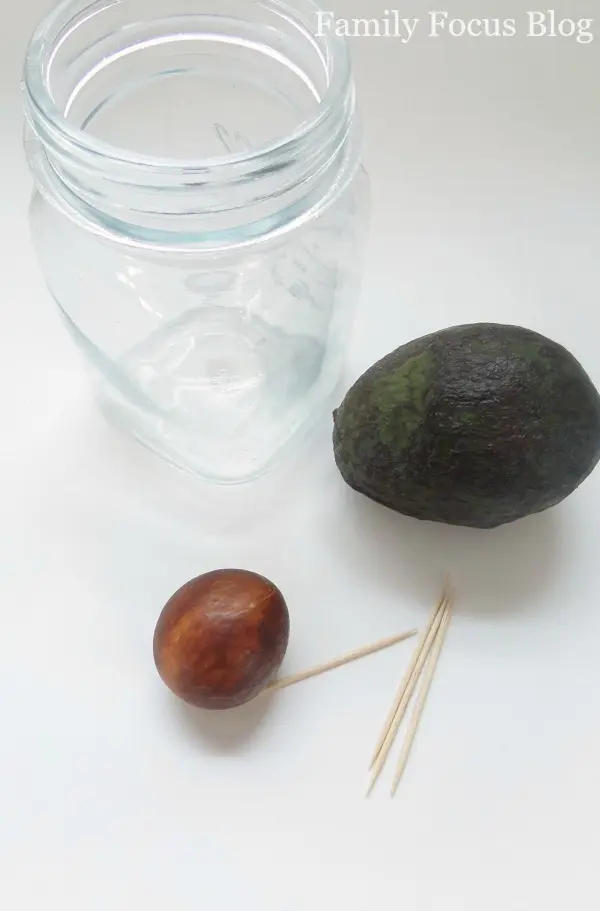 How to Grow an Avocado