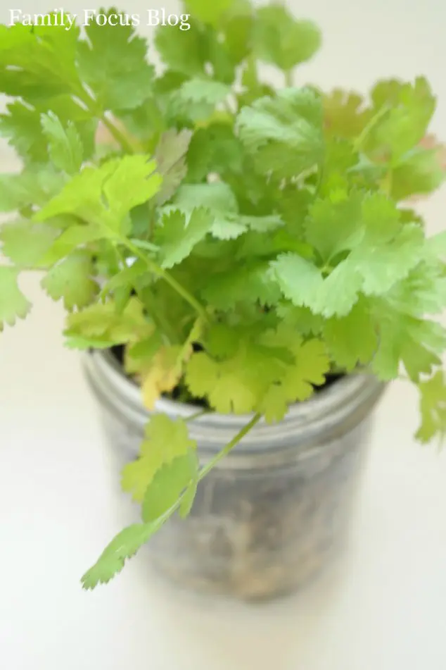 Mason Jar With Herbs