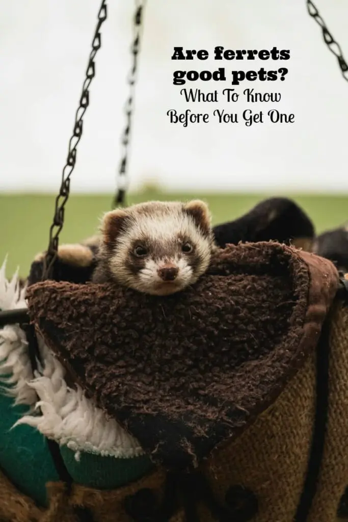 are ferrets good pets