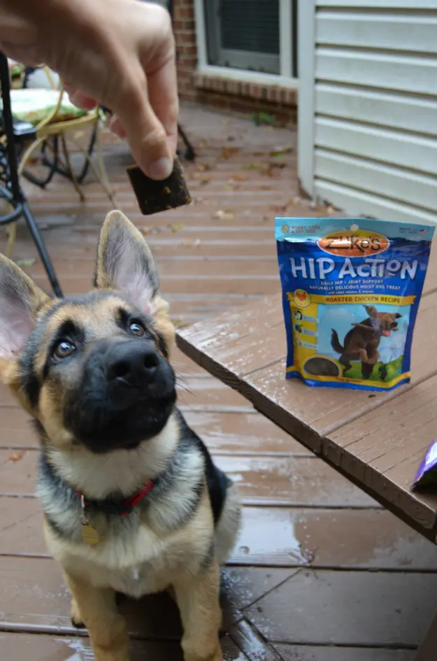 Joint Support For Dogs Hip Action
