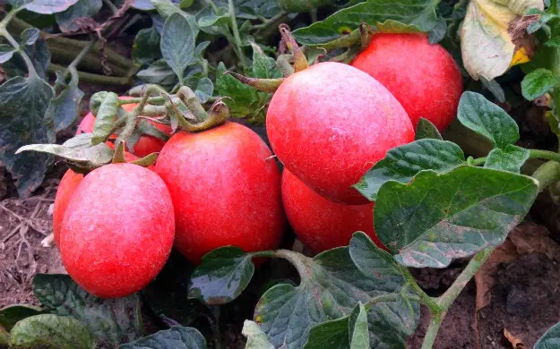 Tomatoes on the vine