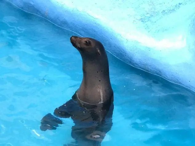 Gulf world marine park
