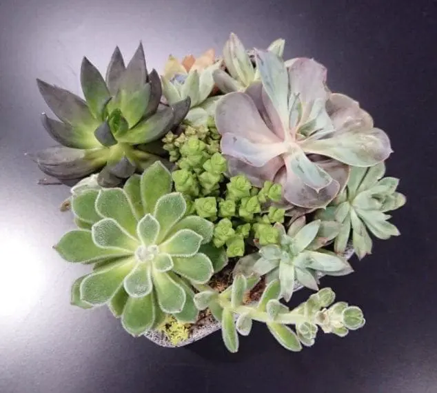 diy succulent garden