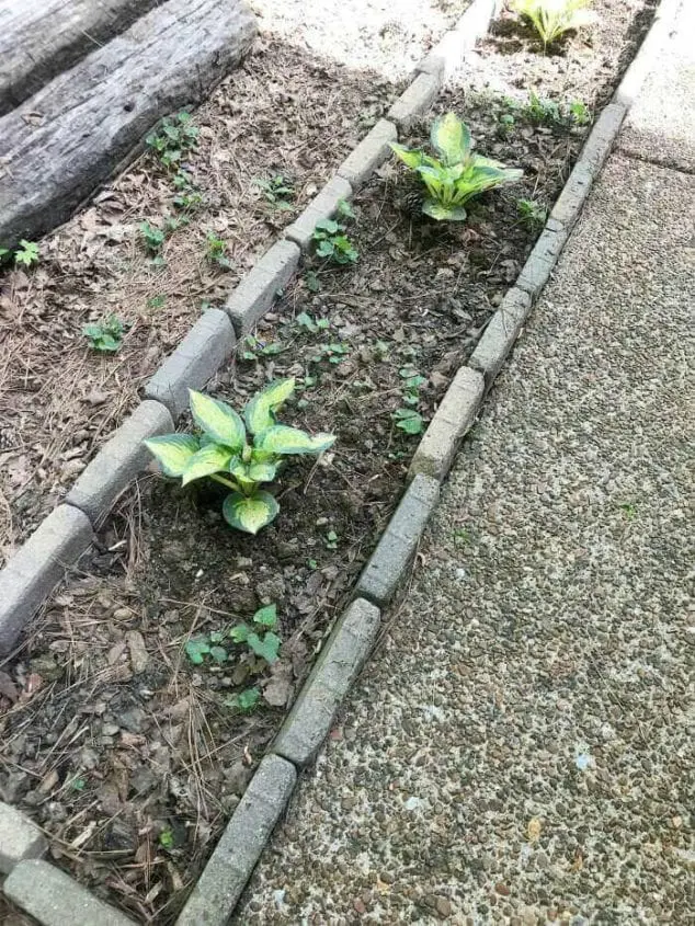 flower gardening tips