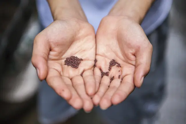 saving seeds vegetables