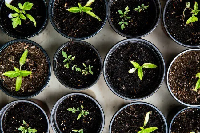 vegetable garden hacks