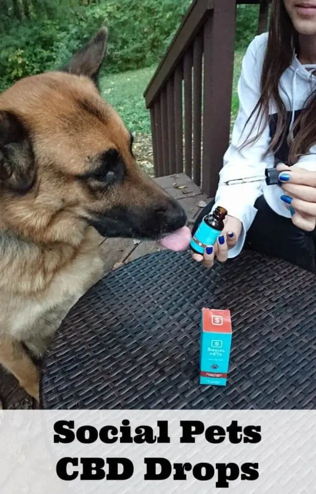 CBD For Dog Anxiety