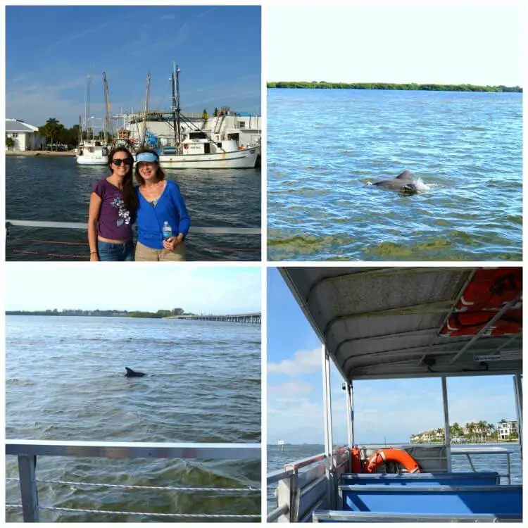 AMI dolphin tour