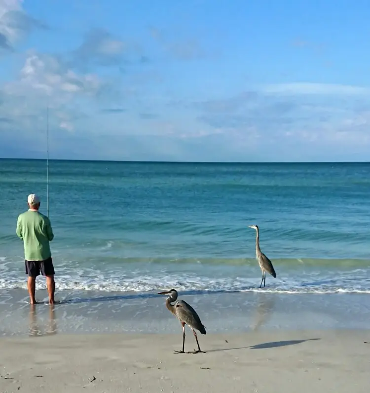anna maria island fishing