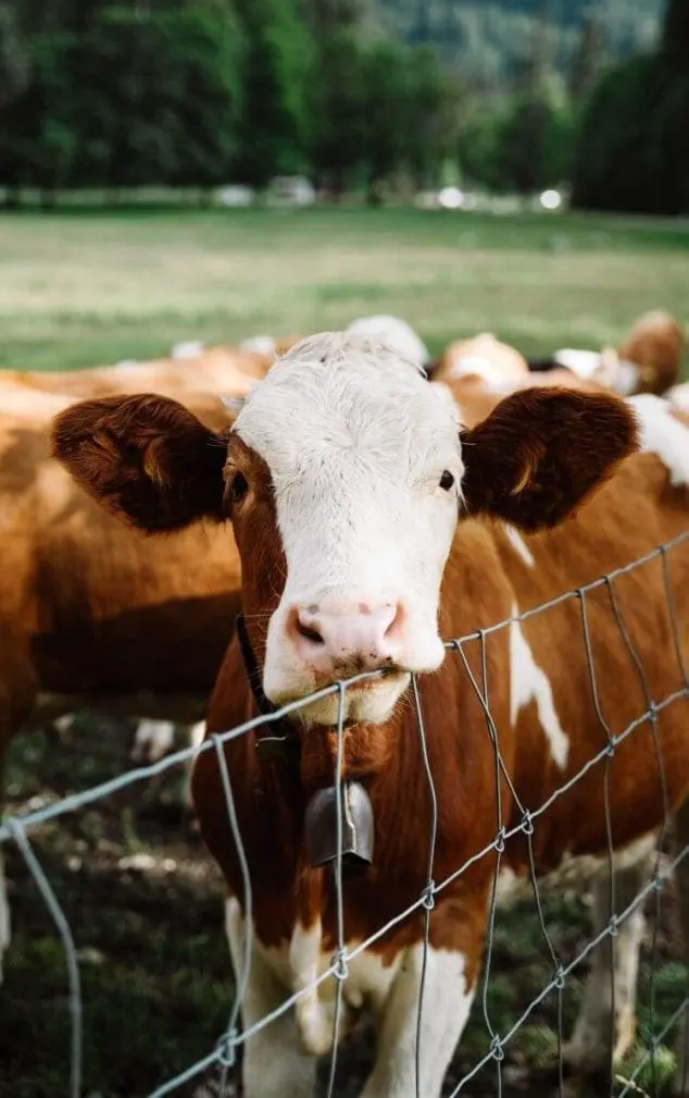meatless monday environment impact