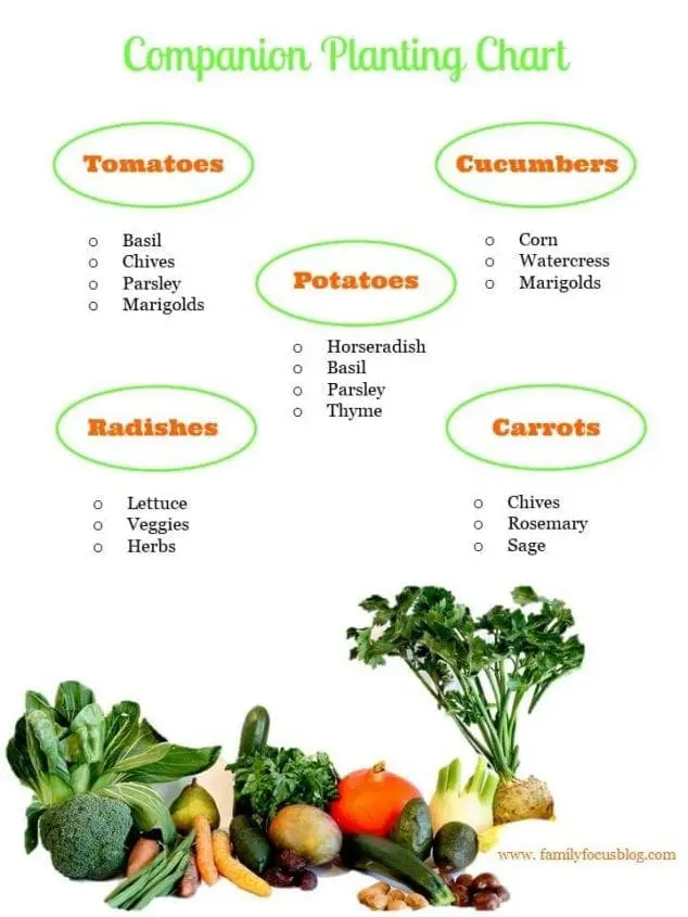 companion planting chart