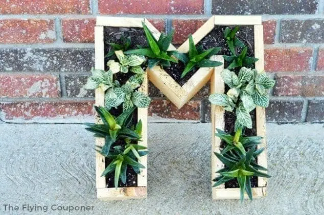 succulent planter
