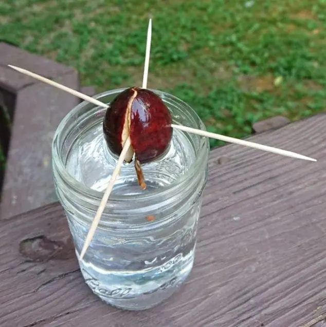 grow avocado from pit- root emerges from bottom and seed splits