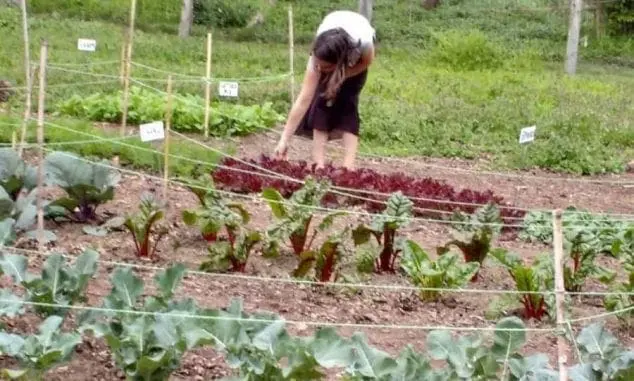 kids learn about nature in garden