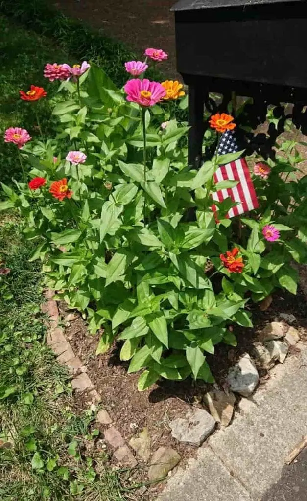 flowers from seeds