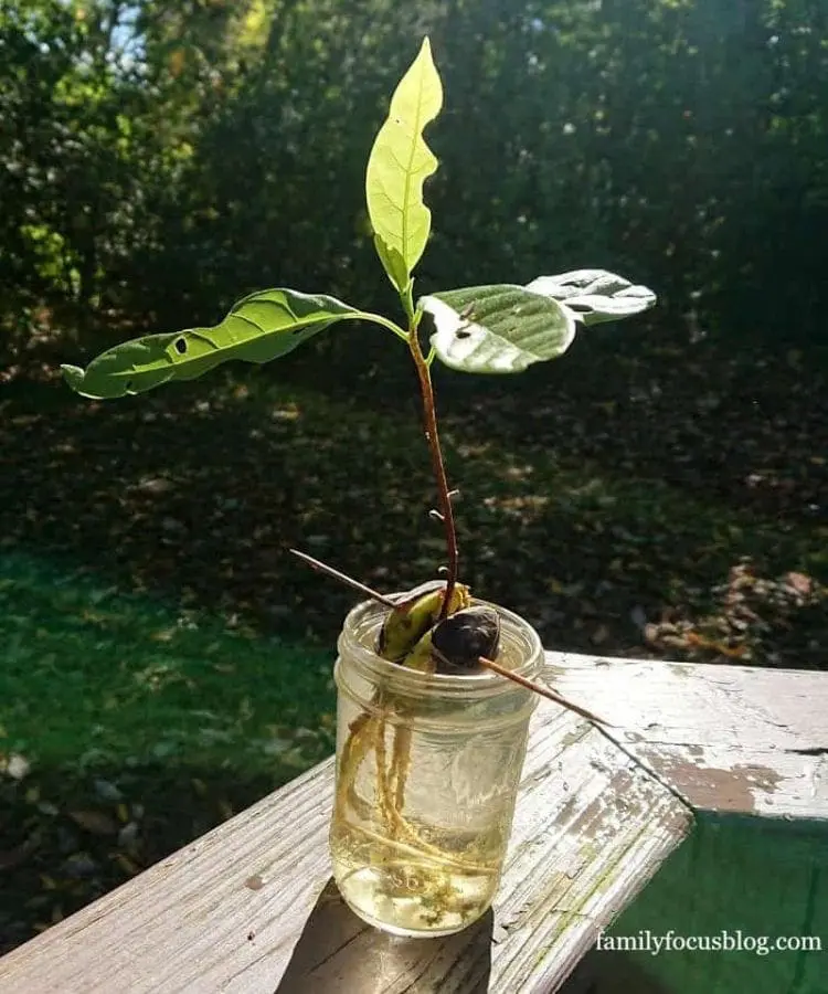 avocado seed plant