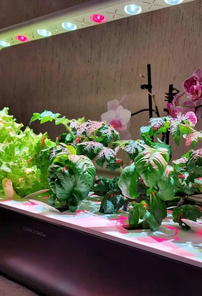 click and grow smart garden reviews- photo taken at 6 weeks