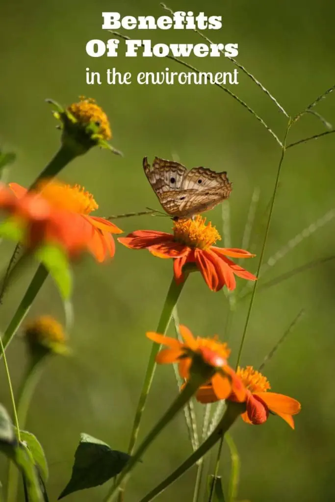 benefits of flowers in the environment