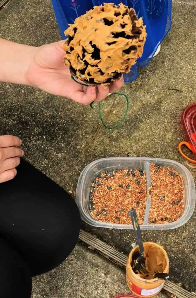 pinecone bird feeders