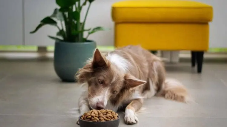 earth friendly pet products