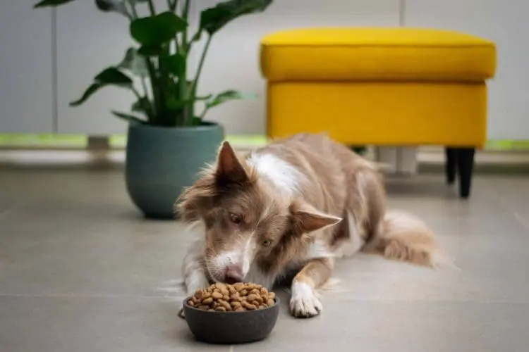 earth friendly pet products