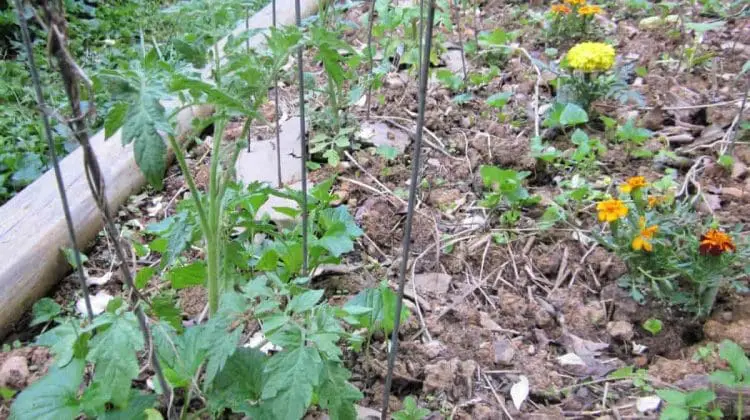 companion planting for pest control