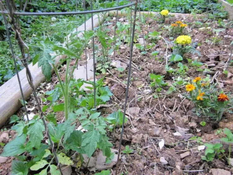 companion planting for pest control