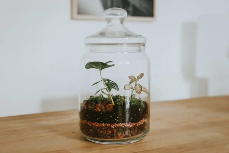 jar terrarium