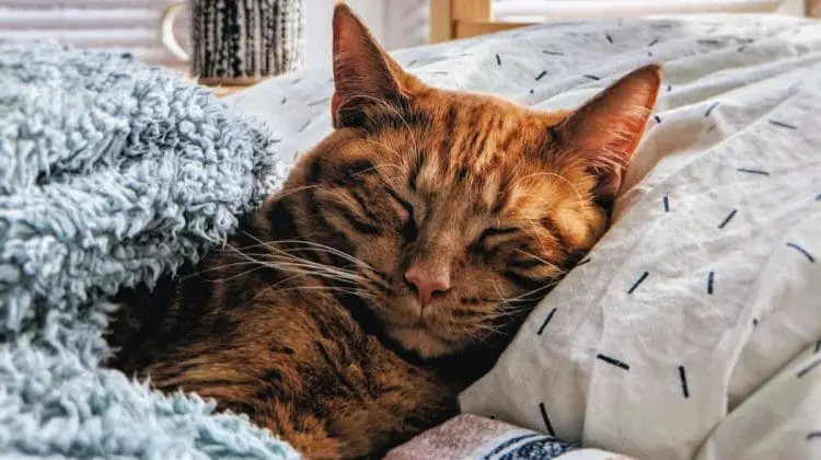 about cats