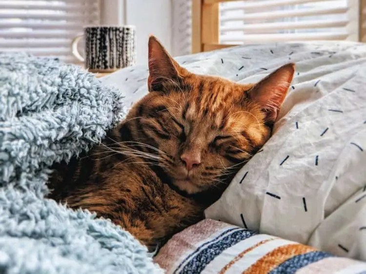 about cats