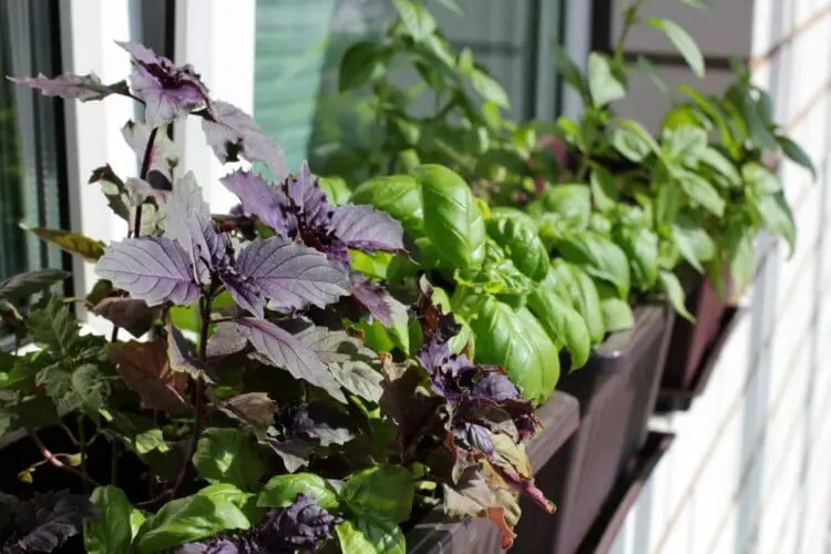 window boxes planters