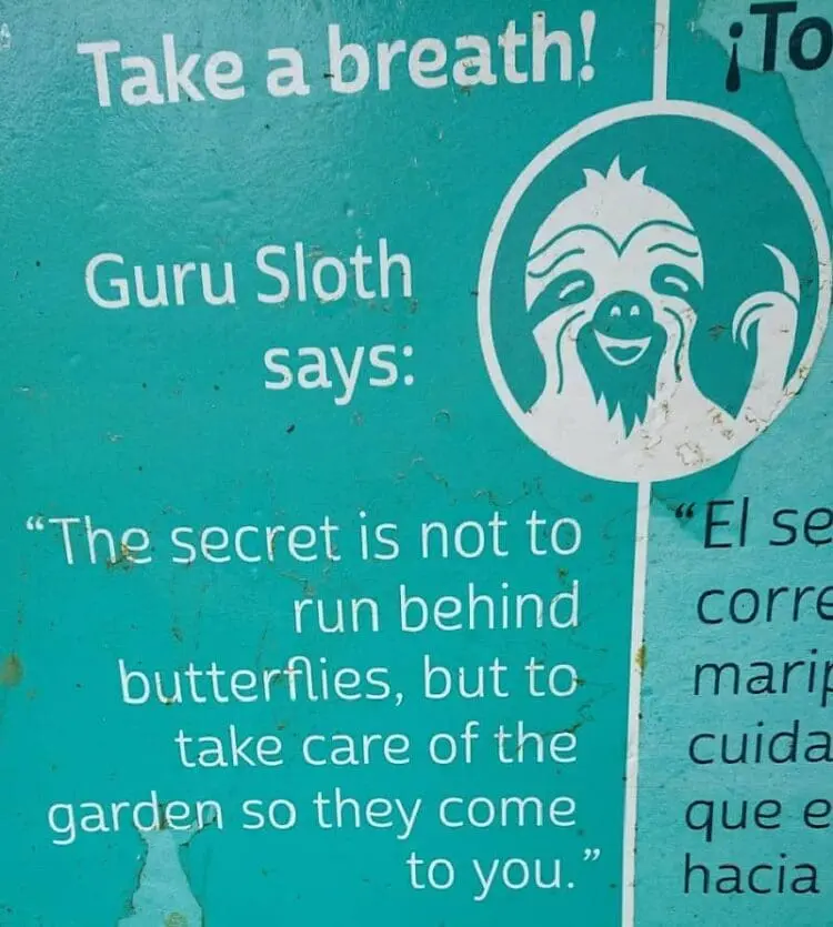 how to attract butterflies