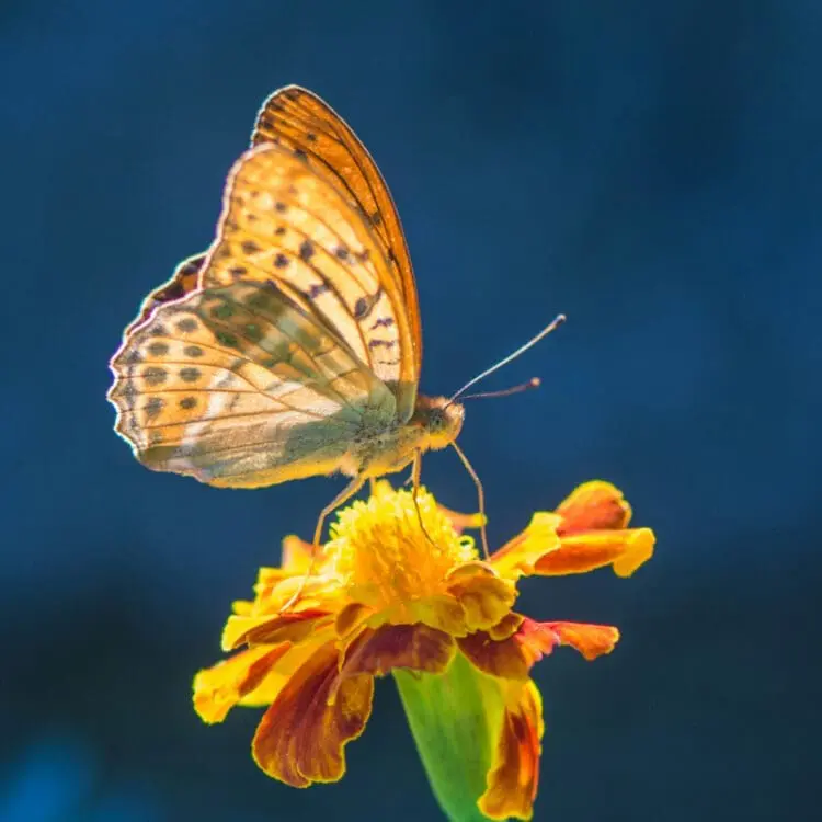 butterfly attracting plants