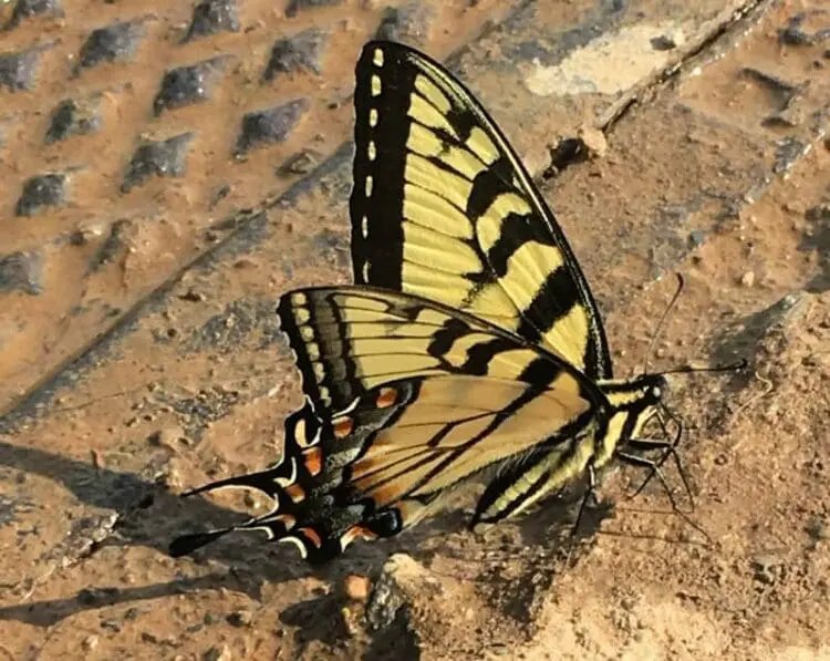 butterfly watering