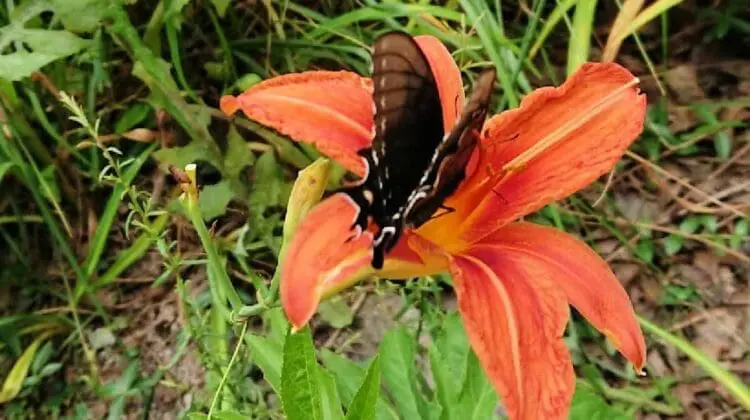 plants that attract butterflies