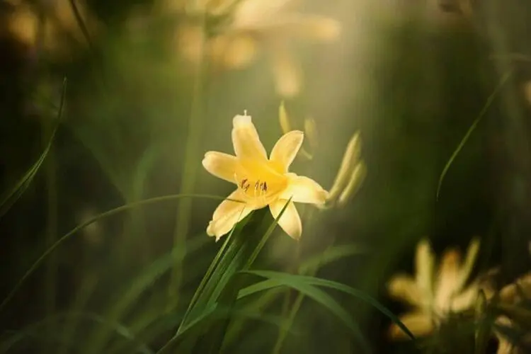 yellow daylily
