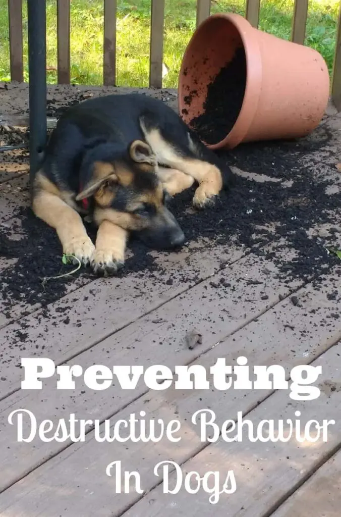 preventing destructive behaviors in dogs