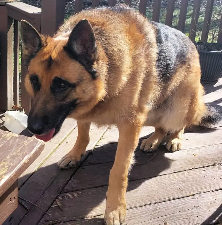 calming treats for dogs