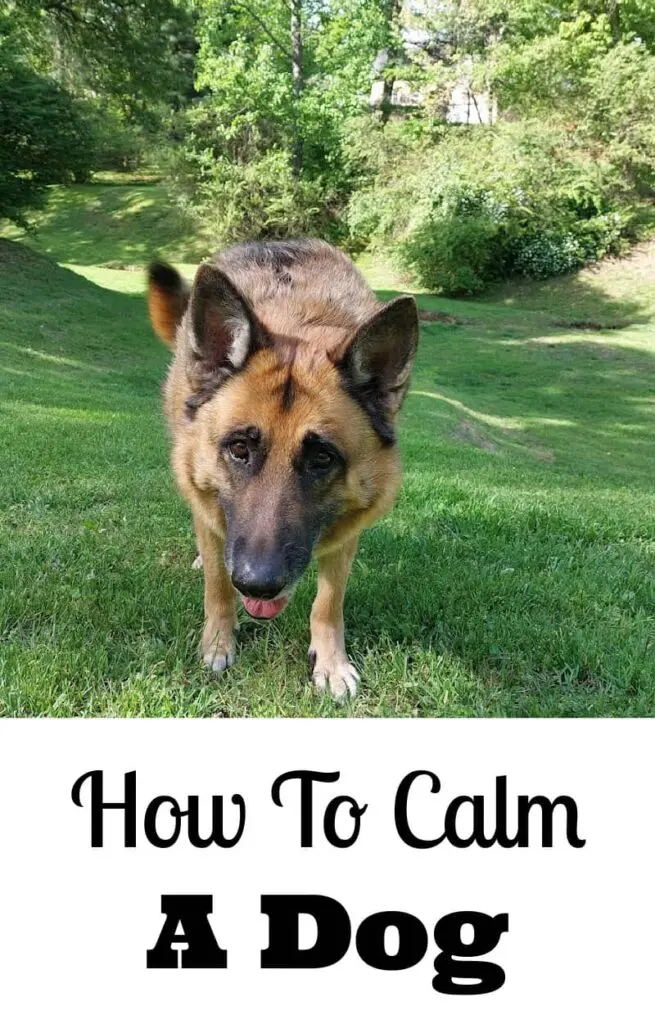 how to calm a dog down