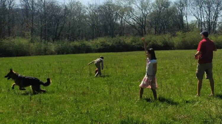 how to calm a panting dog