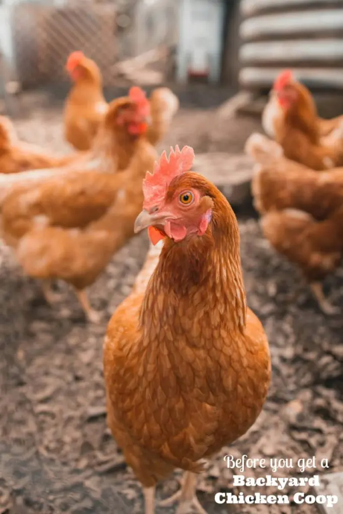 Backyard Chicken Coop
